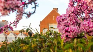 Brick Building Pink Flowering Trees