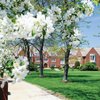 Brick Building White Blossoms 2