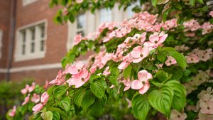 Campus Pink Blossoms Close Brick Building