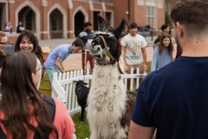 Jcu Llama