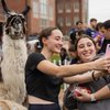 Pet an Animal 7721